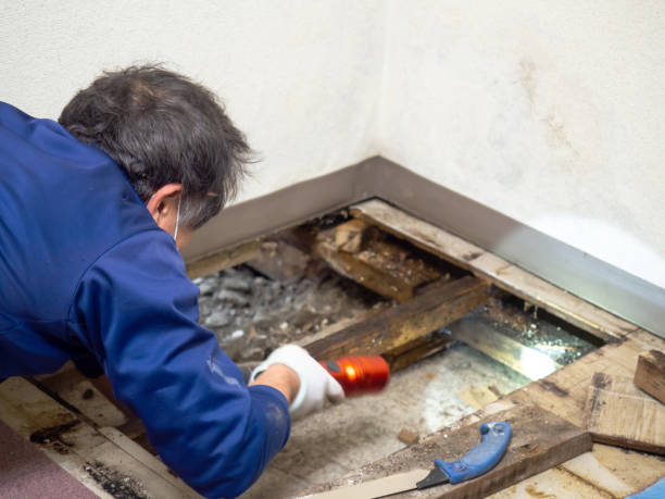 Best Fast Mold Removal  in Telford, TN