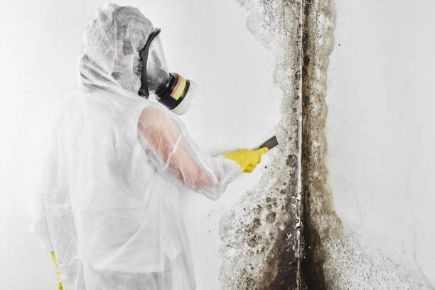 Best Mold Inspection  in Telford, TN
