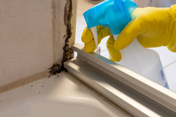 Best Local Mold Removal Service  in Telford, TN