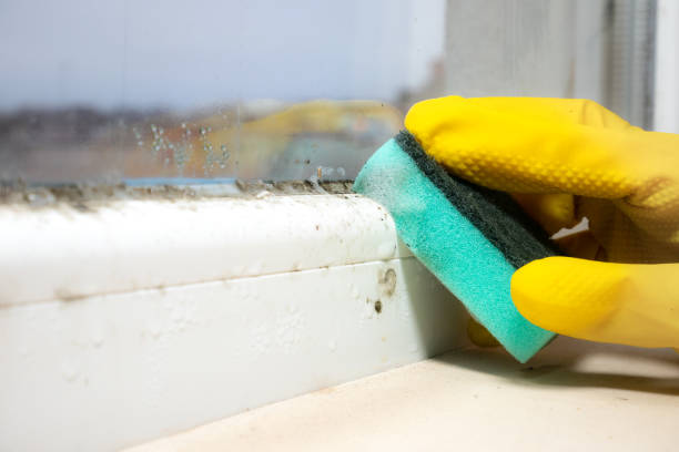 Best Office Mold Removal Services  in Telford, TN