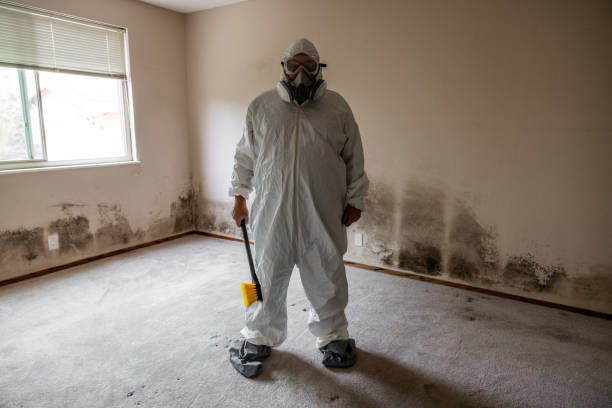 Best Black Mold Removal  in Telford, TN