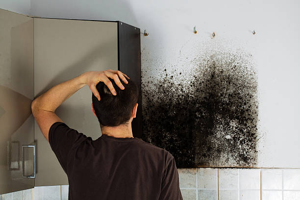 Best Commercial Mold Removal  in Telford, TN