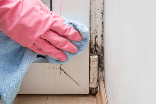 Best Mold Damage Repair  in Telford, TN