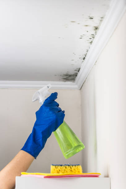 Best Certified Mold Removal  in Telford, TN