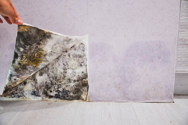 Best Mold Removal Company Near Me  in Telford, TN